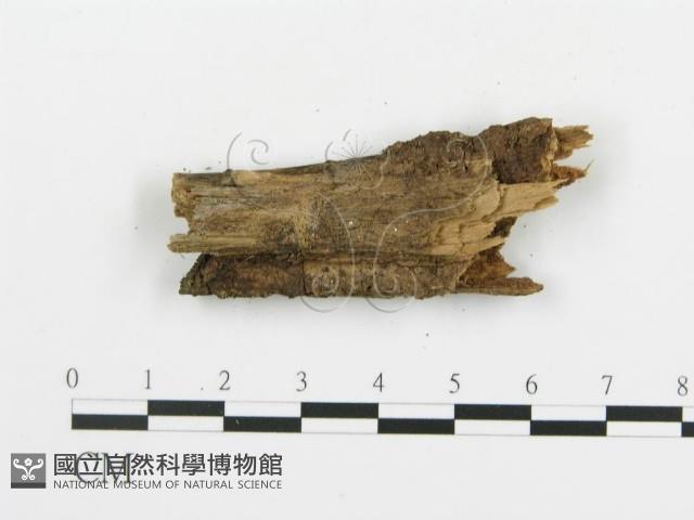 登錄號:F0003951藏品圖，第3張