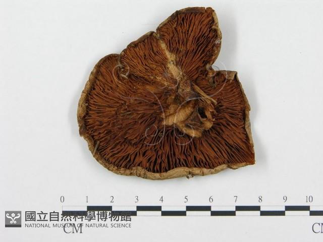 登錄號:F0013951藏品圖，第3張