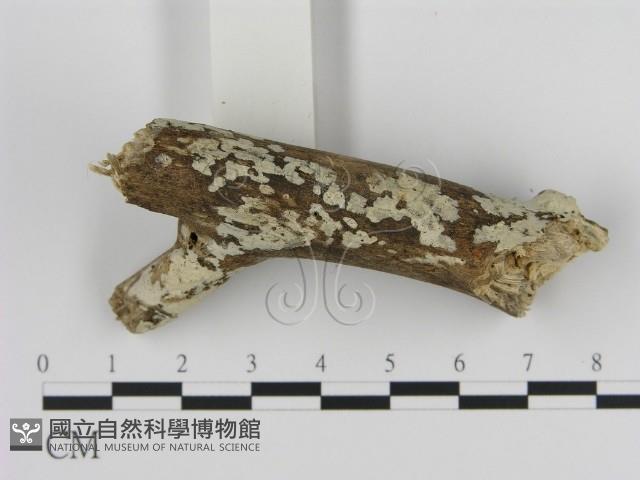 登錄號:F0008651藏品圖，第3張