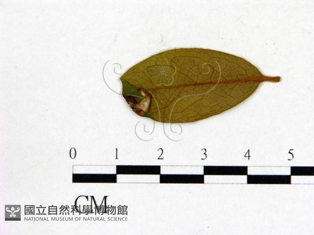 登錄號:F0020651藏品圖，第3張