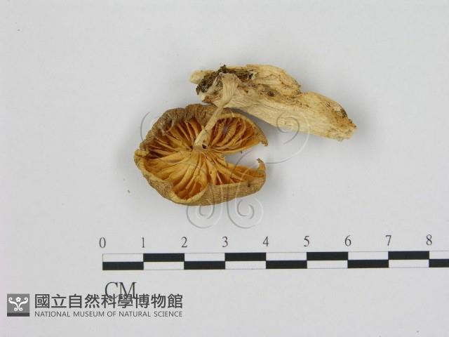 登錄號:F0000651藏品圖，第3張