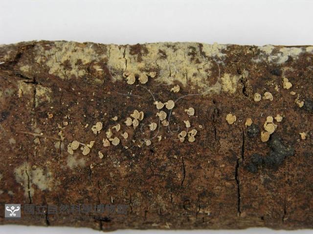 登錄號:F0010651藏品圖，第3張