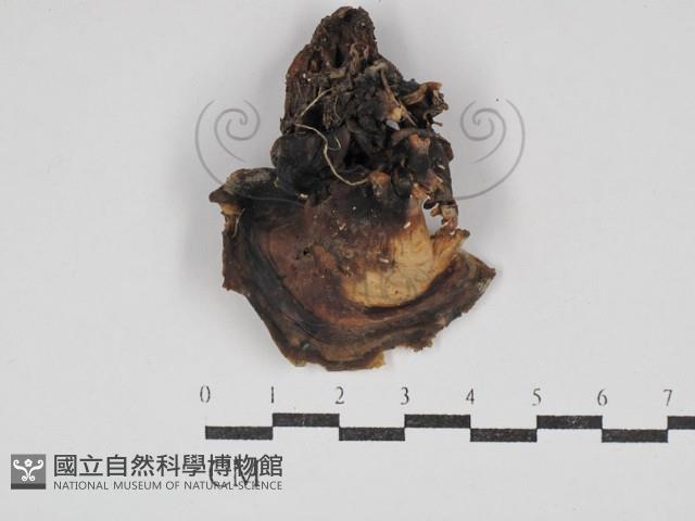 登錄號:F0030651藏品圖，第3張