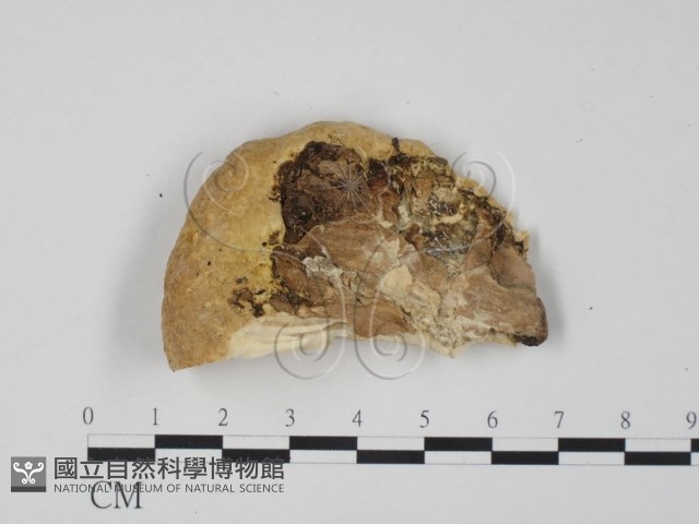登錄號:F0006651藏品圖，第3張