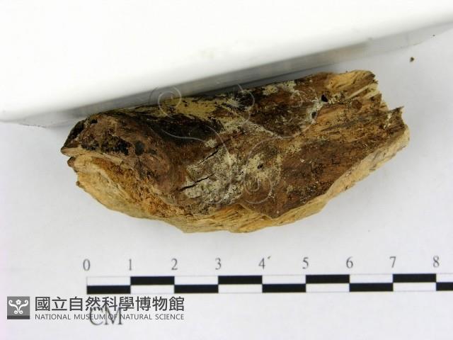 冇骨消絲齒菌藏品圖，第3張