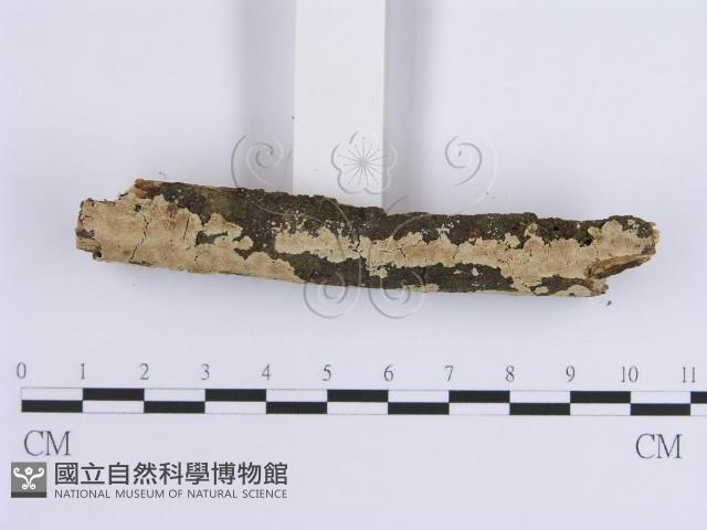 登錄號:F0001651藏品圖，第3張