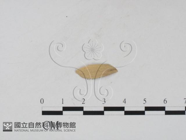 登錄號:F0011651藏品圖，第3張