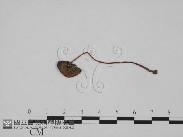 登錄號:F0024651藏品圖，第3張