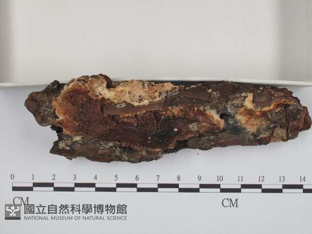登錄號:F0004651藏品圖，第3張