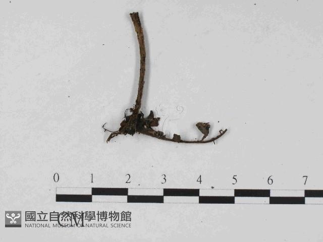 登錄號:F0014651藏品圖，第3張