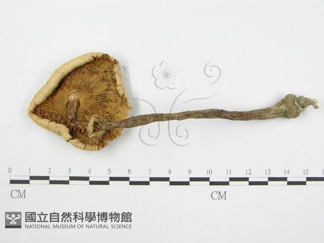 登錄號:F0002651藏品圖，第1張