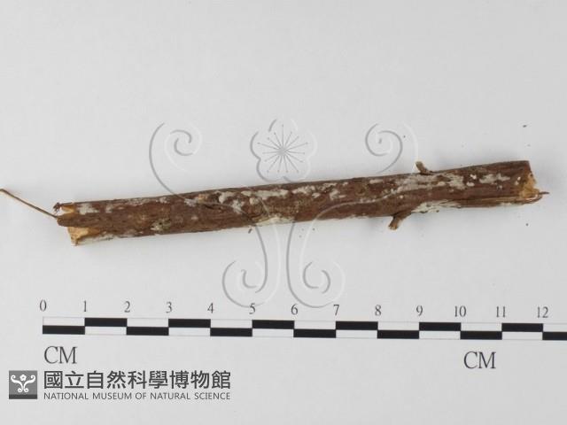 登錄號:F0025651藏品圖，第3張