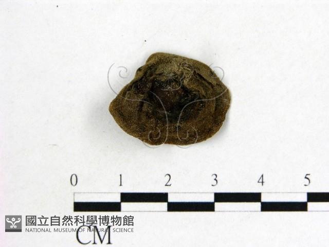 毛木耳藏品圖，第3張