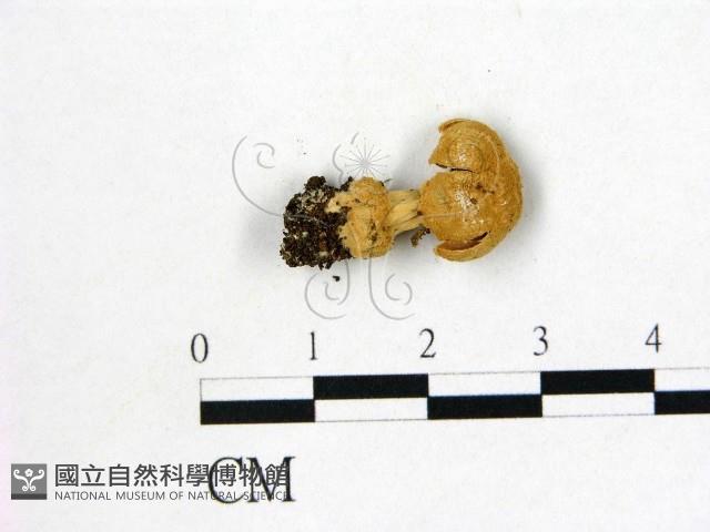 鵝膏屬藏品圖，第3張