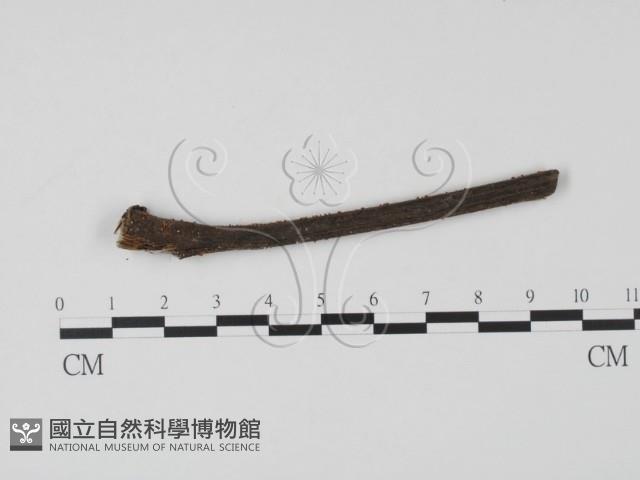 登錄號:F0019651藏品圖，第3張