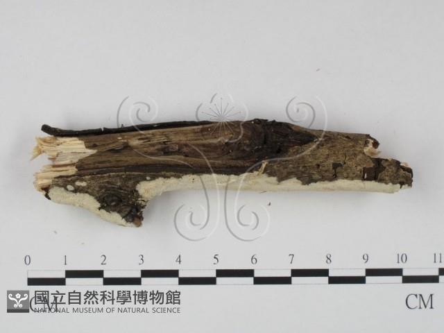 銳孔菌屬藏品圖，第3張