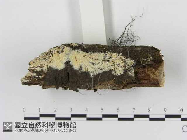 剛毛絲皮菌藏品圖，第3張