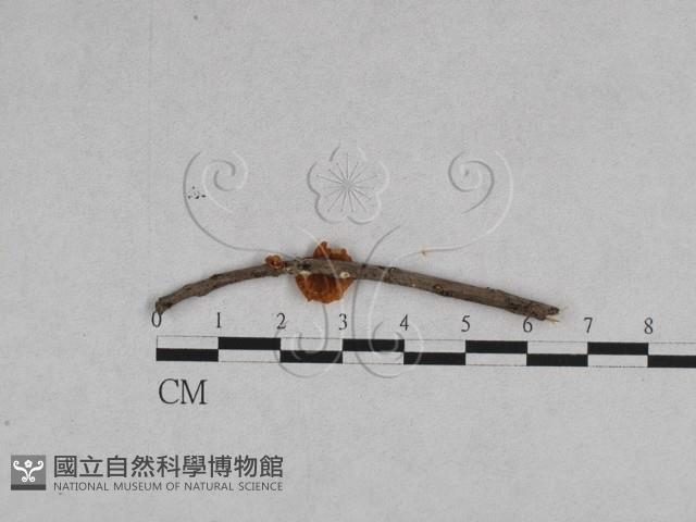 登錄號:F0008451藏品圖，第3張