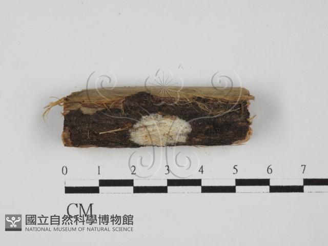 館號:F0000451藏品圖，第3張