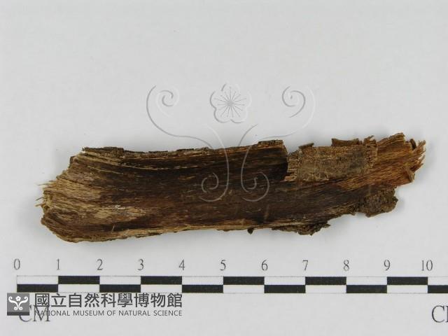登錄號:F0010451藏品圖，第3張