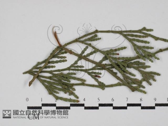 登錄號:F0030451藏品圖，第3張