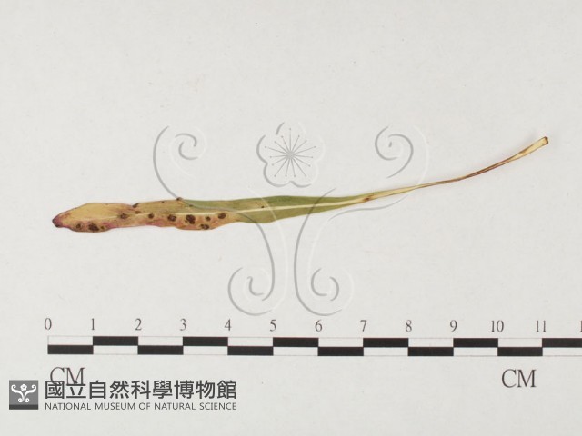 登錄號:F0026451藏品圖，第1張