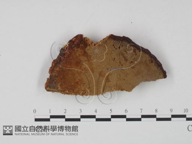 登錄號:F0006451藏品圖，第3張