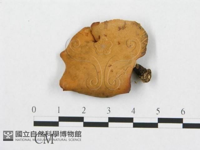 登錄號:F0011451藏品圖，第1張