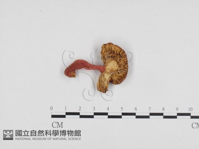 紅菇屬藏品圖，第3張