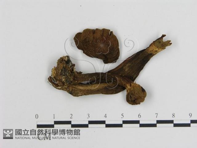 登錄號:F0004451藏品圖，第3張