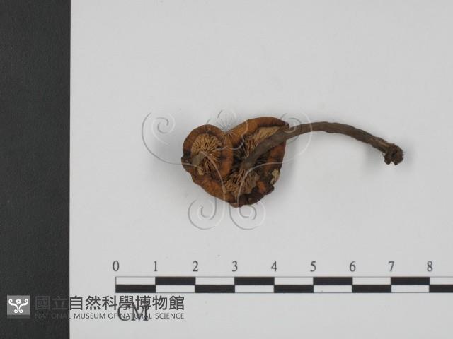 登錄號:F0014451藏品圖，第3張