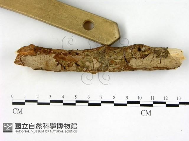 刺皮菌屬藏品圖，第3張