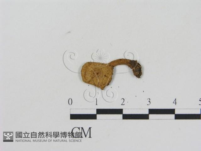 乳菇屬藏品圖，第3張