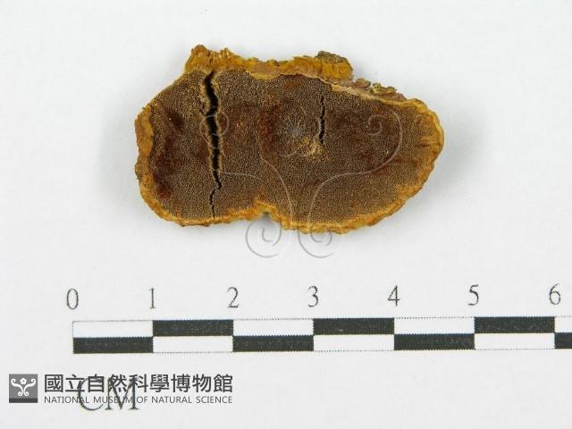 登錄號:F0017451藏品圖，第1張