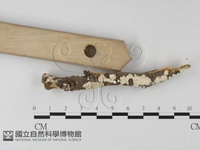 登錄號:F0025451藏品圖，第3張