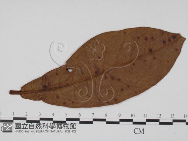 登錄號:F0019451藏品圖，第3張