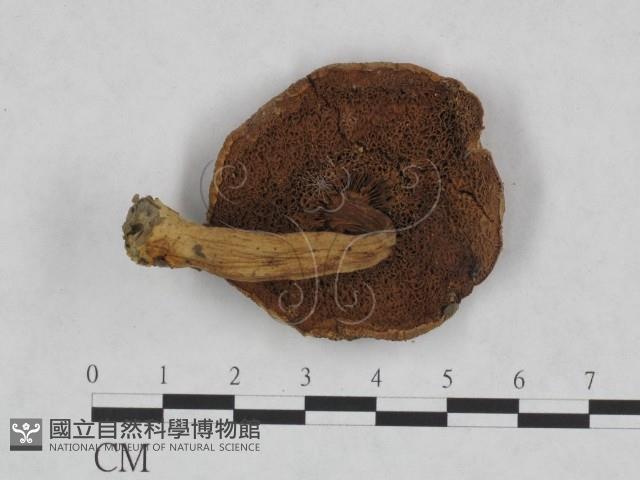 登錄號:F0023451藏品圖，第3張