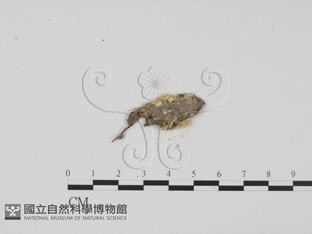 登錄號:F0003451藏品圖，第3張