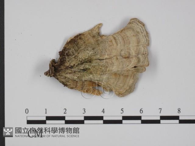 附毛菌屬藏品圖，第3張