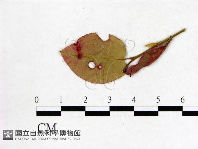登錄號:F0020751藏品圖，第3張