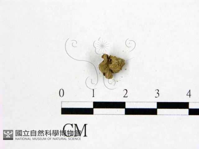 登錄號:F0000751藏品圖，第3張