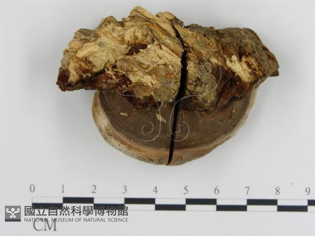 登錄號:F0010751藏品圖，第3張