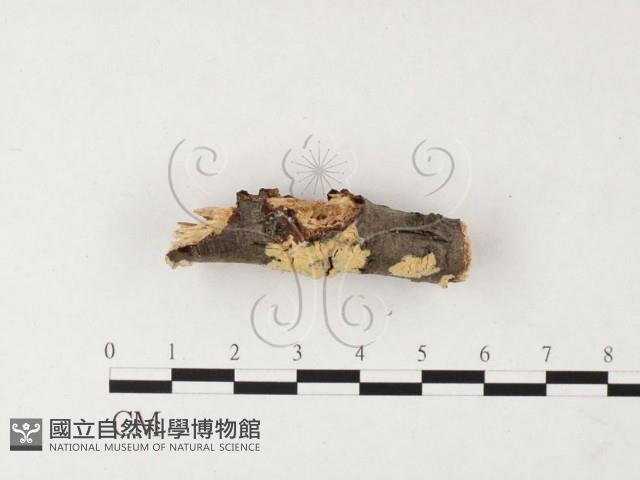 登錄號:F0026751藏品圖，第3張
