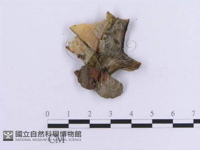 登錄號:F0016751藏品圖，第3張