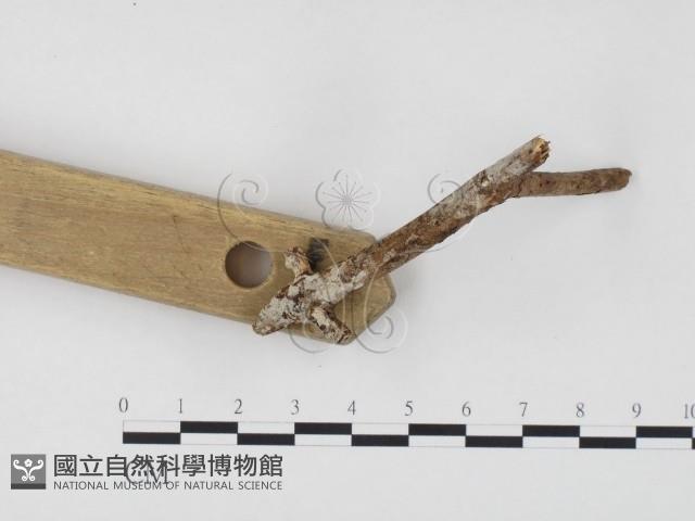 冇骨消絲齒菌藏品圖，第3張