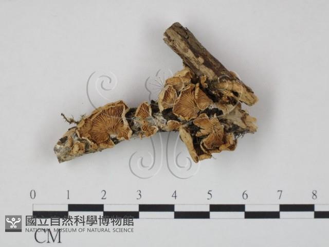 登錄號:F0001751藏品圖，第3張