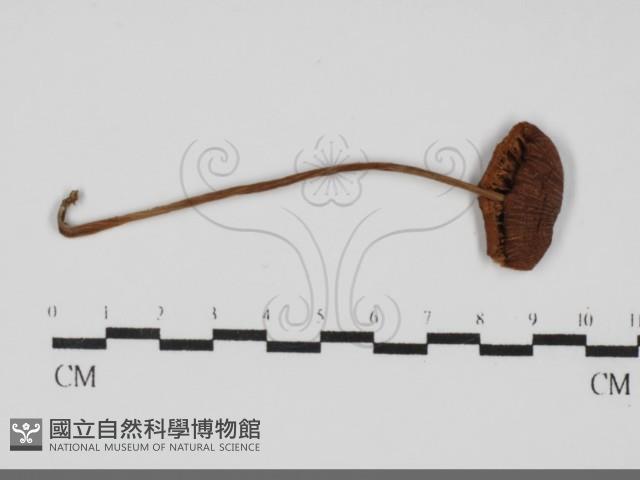粉褶菌屬藏品圖，第3張