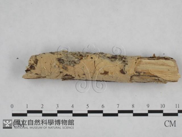 登錄號:F0024751藏品圖，第3張