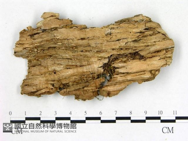 登錄號:F0014751藏品圖，第3張
