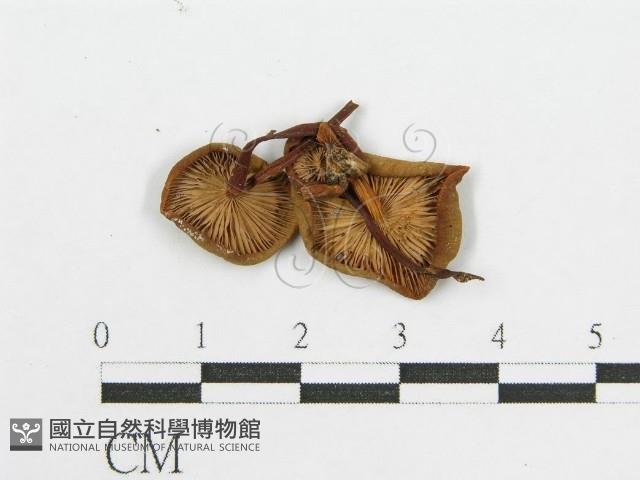 登錄號:F0012751藏品圖，第3張